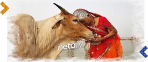 alhabad-highcourt-cow-should-consider-national-animal-netafynews